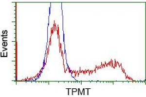 Image no. 1 for anti-Thiopurine S-Methyltransferase (TPMT) antibody (ABIN1501480) (TPMT 抗体)