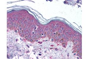 Anti-PEDF antibody IHC of human skin.