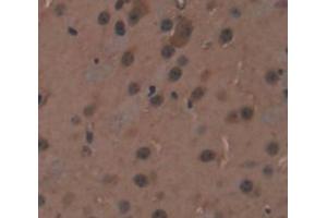 IHC-P analysis of Mouse Tissue, with DAB staining. (RCN2 抗体  (AA 26-301))