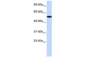 RIPK2 antibody (70R-10459) used at 0. (RIPK2 抗体  (Middle Region))