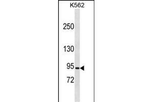 CLCN5 Antibody (N-term) (ABIN1881207 and ABIN2838919) western blot analysis in K562 cell line lysates (35 μg/lane). (Chloride Channel 5 抗体  (N-Term))
