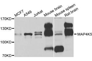 Western blot analysis of extracts of various cells, using MAP4K5 antibody. (MAP4K5 抗体)