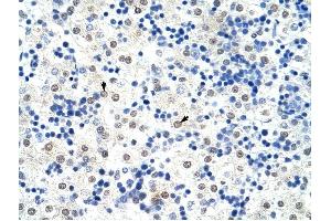 HNRPL antibody was used for immunohistochemistry at a concentration of 4-8 ug/ml to stain Hepatocytes (arrows) in Human Liver. (HNRNPL 抗体  (N-Term))
