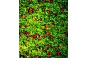 Immunofluorescence (IF) image for anti-Dermatopontin (DPT) antibody (ABIN3003244) (Dermatopontin 抗体)