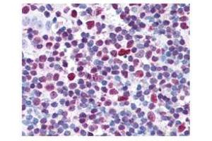 affinity purified anti-CREB pS133 antibody was used at 20 ? (CREB1 抗体  (pSer133))