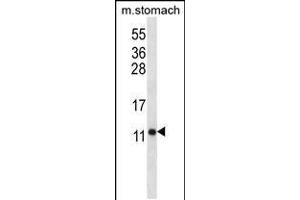 Western Blotting (WB) image for anti-ATP Synthase, H+ Transporting, Mitochondrial F0 Complex, Subunit F6 (ATP5J) (AA 28-56) antibody (ABIN5530313)