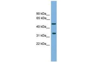 Image no. 1 for anti-Craniofacial Development Protein 1 (CFDP1) (AA 215-264) antibody (ABIN6744941) (CFDP1 抗体  (AA 215-264))