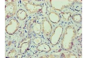 Immunohistochemistry of paraffin-embedded human kidney tissue using ABIN7157146 at dilution of 1:100 (IZUMO4 抗体  (AA 16-214))