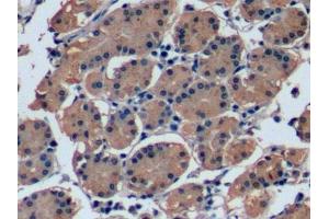 Detection of FGF21 in Human Stomach Tissue using Monoclonal Antibody to Fibroblast Growth Factor 21 (FGF21) (FGF21 抗体  (AA 29-209))