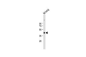 Anti-Mouse Plau Antibody (C-term) at 1:1000 dilution + mouse lung lysate Lysates/proteins at 20 μg per lane. (PLAU 抗体  (C-Term))