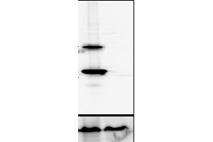 Western Blotting (WB) image for anti-Cathepsin D (CTSD) (C-Term) antibody (ABIN6254163) (Cathepsin D 抗体  (C-Term))
