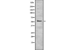 Western blot analysis of Krs-1/2 using NIH-3T3 whole cell lysates (Krs-1/2 抗体)