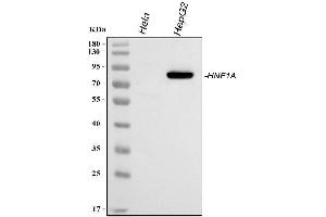 anti-HNF1 Homeobox A (HNF1A) (AA 431-631) antibody