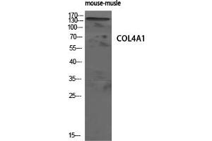 Western Blot analysis of mouse-musle cells using COL4A1 Polyclonal Antibody diluted at 1:500 (COL4A1 抗体  (N-Term))