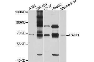 Western blot analysis of extracts of various cell lines, using PADI1 antibody (ABIN6003843) at 1/1000 dilution. (PADI1 抗体)