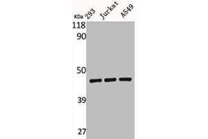 Western Blot analysis of 293 Jurkat A549 cells using BMP-8A Polyclonal Antibody (BMP8A 抗体  (C-Term))