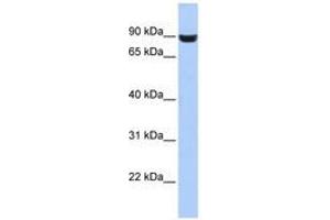 Image no. 1 for anti-Leucine Rich Repeat and Fibronectin Type III Domain Containing 5 (LRFN5) (AA 287-336) antibody (ABIN6741207) (LRFN5 抗体  (AA 287-336))