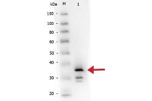 Western Blot of Rabbit anti-Carboxypeptidase B antibody Biotin conjugated. (CPB1 抗体  (Biotin))