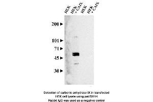 Image no. 2 for anti-Carbonic Anhydrase IX (CA9) (AA 400-500), (C-Term) antibody (ABIN363423) (CA9 抗体  (C-Term))