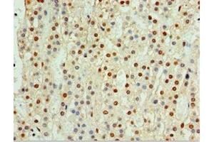 Immunohistochemistry of paraffin-embedded human adrenal gland tissue using ABIN7147368 at dilution of 1:100 (CENPQ 抗体  (AA 131-268))