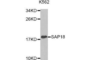 Western Blotting (WB) image for anti-Sin3A-Associated Protein, 18kDa (SAP18) antibody (ABIN1874693) (SAP18 抗体)