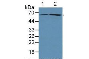 Rabbit Capture antibody from the kit in WB with Positive Control: Sample Lane1: Human 293T cells; Lane2: Human Hela Cells. (PTGS2 ELISA 试剂盒)
