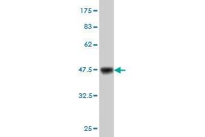 Western Blotting (WB) image for anti-Membrane Associated Guanylate Kinase, WW and PDZ Domain Containing 1 (MAGI1) (AA 761-859) antibody (ABIN563984)