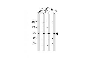 Western Blot at 1:2000 dilution Lane 1: HepG2 whole cell lysate Lane 2: HUVEC whole cell lysate Lane 3: Jurkat whole cell lysate Lane 4: K562 whole cell lysate Lysates/proteins at 20 ug per lane. (RASIP1 抗体  (AA 651-678))