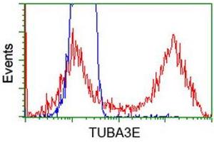 HEK293T cells transfected with either RC209279 overexpress plasmid (Red) or empty vector control plasmid (Blue) were immunostained by anti-TUBA3E antibody (ABIN2453753), and then analyzed by flow cytometry. (TUBA3E 抗体)