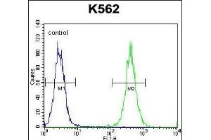 EIF2C2 Antibody (N-term) (ABIN650665 and ABIN2838088) flow cytometric analysis of K562 cells (right histogram) compared to a negative control cell (left histogram). (AGO2 抗体  (N-Term))