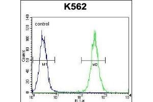EIF2C2 Antibody (N-term) (ABIN650665 and ABIN2838088) flow cytometric analysis of K562 cells (right histogram) compared to a negative control cell (left histogram).