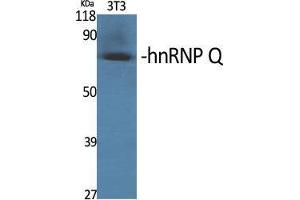 Western Blot (WB) analysis of specific cells using hnRNP Q Polyclonal Antibody. (SYNCRIP 抗体  (Internal Region))