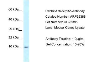 Western Blotting (WB) image for anti-Mitochondrial Ribosomal Protein L55 (MRPL55) (N-Term) antibody (ABIN2785372) (MRPL55 抗体  (N-Term))