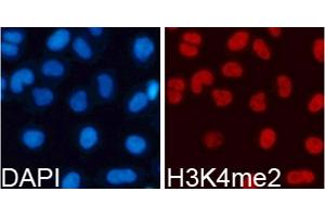 Immunofluorescence (IF) image for anti-Histone 3 (H3) (H3K4me) antibody (ABIN3023251)