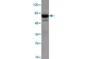 Western blot analysis of PRMT2 monoclonal antibody  at 1 : 2000 dilution interact with recombinant PRMT2 protein with a GST tag. (PRMT2 抗体)
