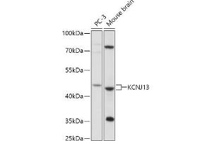 Western blot analysis of extracts of various cell lines, using KCNJ13 antibody (ABIN7269473) at 1:1000 dilution. (KCNJ13 抗体  (AA 160-360))