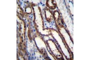 Immunohistochemistry analysis in formalin fixed and paraffin embedded human kidney tissue reacted with Nucleoredoxin Antibody (Center) followed by peroxidase conjugation of the secondary antibody and DAB staining.