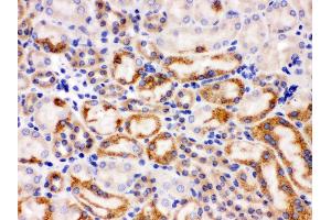 Anti- Wnt7a antibody, IHC(P) IHC(P): Mouse Kidney Tissue