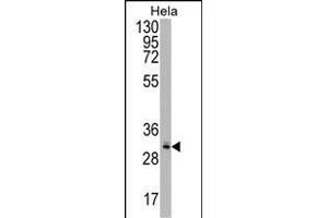 CRYZL1 Antibody (C-term) (ABIN1537079 and ABIN2848783) western blot analysis in Hela cell line lysates (35 μg/lane). (CRYZL1 抗体  (C-Term))