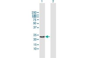 Western Blot analysis of SENP8 expression in transfected 293T cell line by SENP8 MaxPab polyclonal antibody.