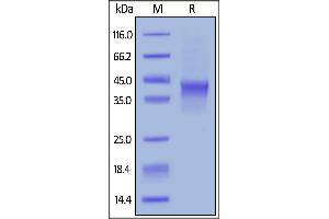 Biotinylated Human OX40, Avitag,His Tag on  under reducing (R) condition.