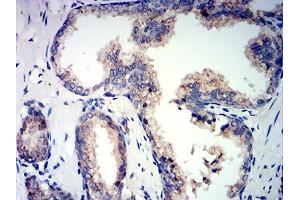 Immunohistochemistry (IHC) image for anti-Prosaposin (PSAP) (AA 17-216) antibody (ABIN7193617)