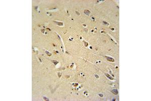 TC10 Antibody immunohistochemistry analysis in formalin fixed and paraffin embedded human brain tissue followed by peroxidase conjugation of the secondary antibody and DAB staining. (RHOQ 抗体  (AA 48-76))