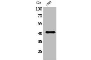 Western Blot analysis of L929 cells using PDGF-D Polyclonal Antibody (PDGFD 抗体  (C-Term))