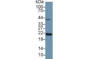 Detection of APOM in Mouse Placenta lysate using Polyclonal Antibody to Apolipoprotein M (APOM)