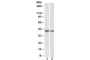 Western blot testing of 1) human heart and 2) mouse heart lysate with HEXIM1 antibody at 0. (HEXIM1 抗体)