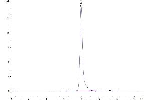 Size-exclusion chromatography-High Pressure Liquid Chromatography (SEC-HPLC) image for Adhesion Molecule with Ig-Like Domain 2 (AMIGO2) (AA 39-397) protein (His tag) (ABIN7273830)