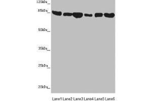 Western blot All lanes: MFN1 antibody at 3. (MFN1 抗体  (AA 622-741))