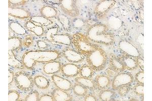 ABIN6259426 and ABIN6276237 at 1/100 staining human normal kidney tissue by IHC-P. (VN1R4 抗体  (Internal Region))