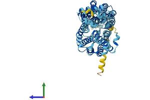 Protein Structure (PS) image for Solute Carrier Family 22 (Organic Cation Transporter), Member 7 (SLC22A7) (AA 1-540) protein (His tag) (ABIN7560059)